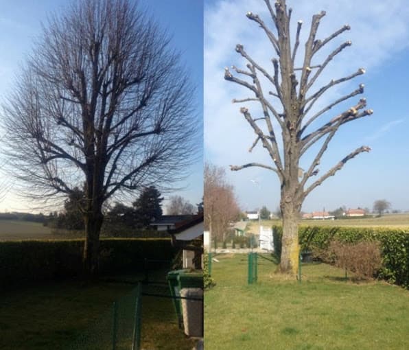 Arbre avant et après une taille