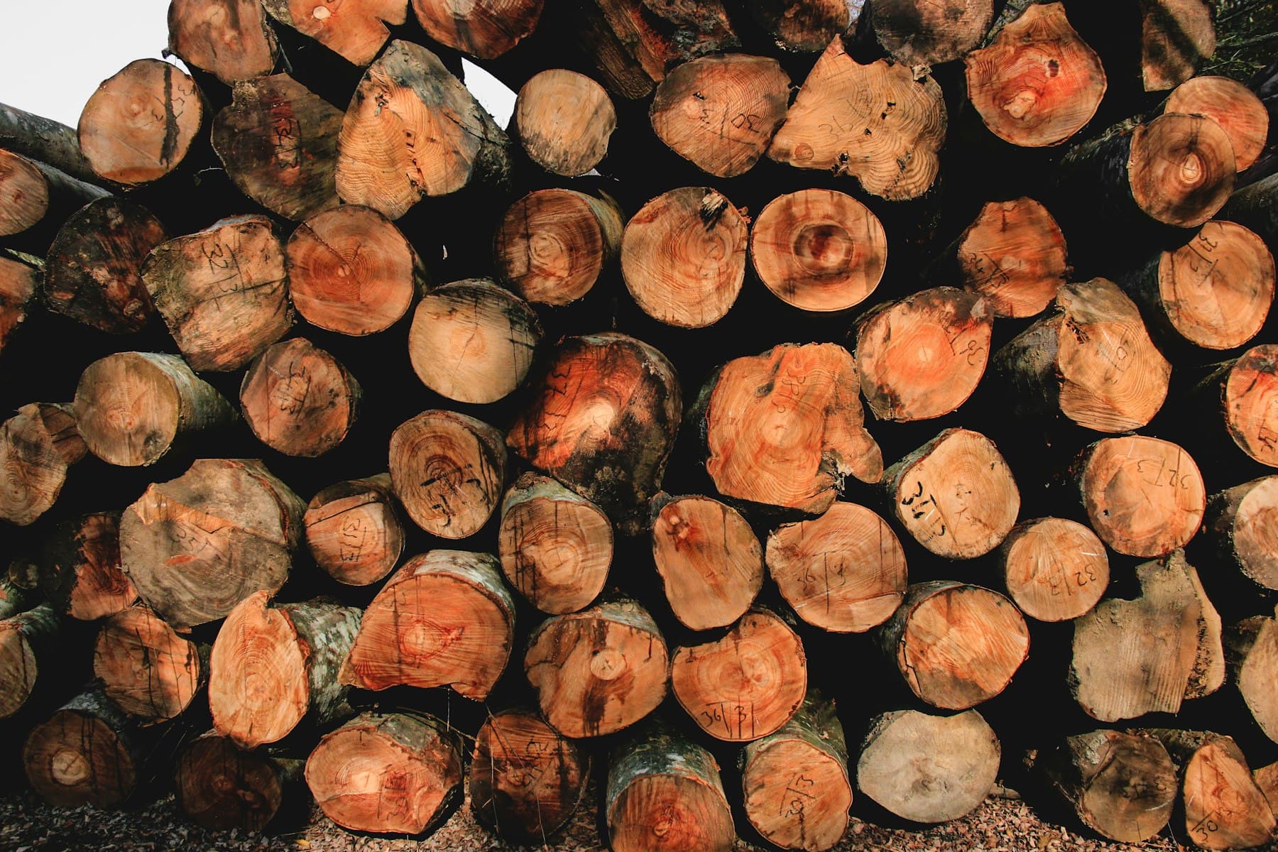 Rondins de bois coupés