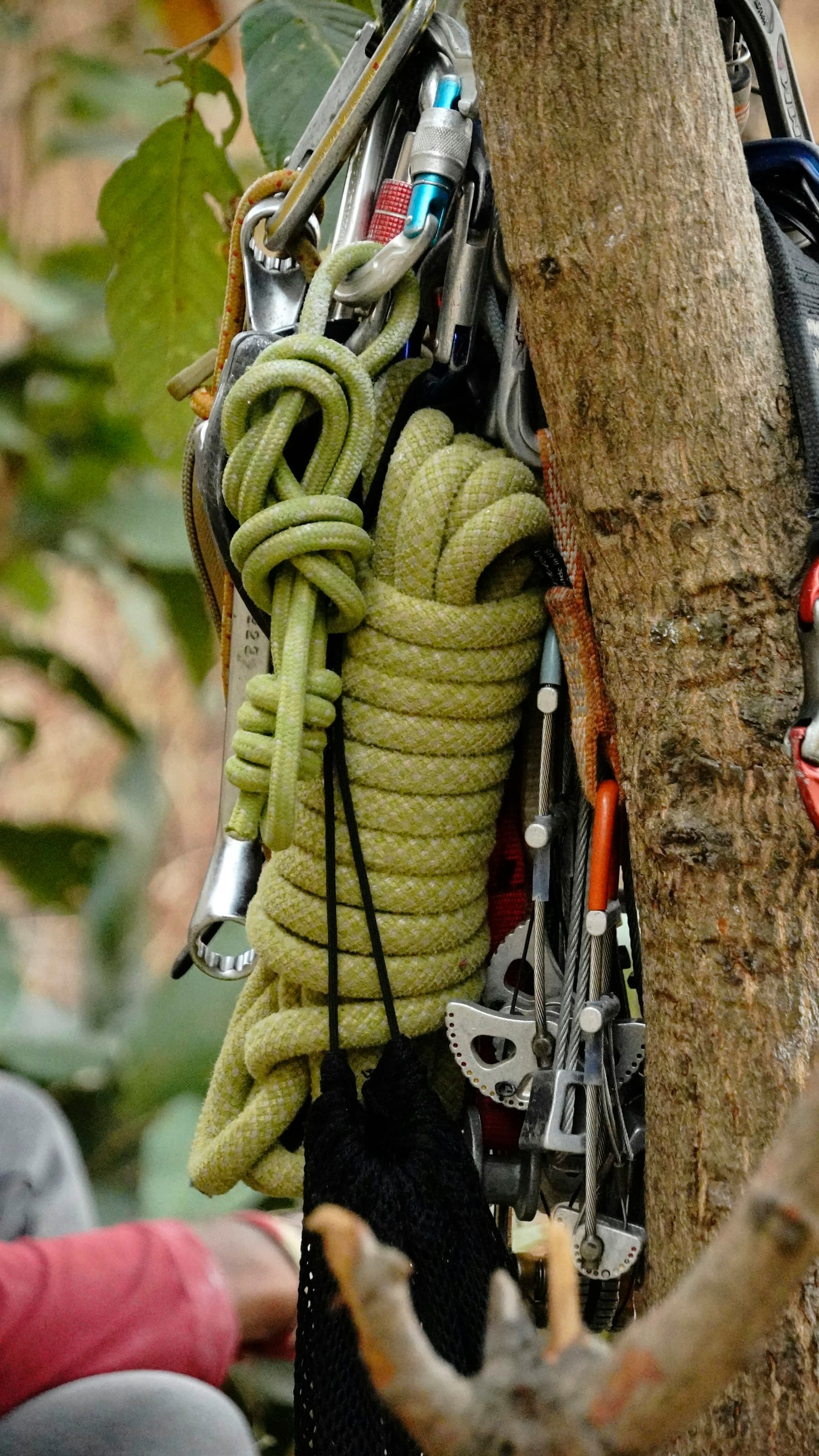 Cordes et matériel de grimpe accrochés à un arbre