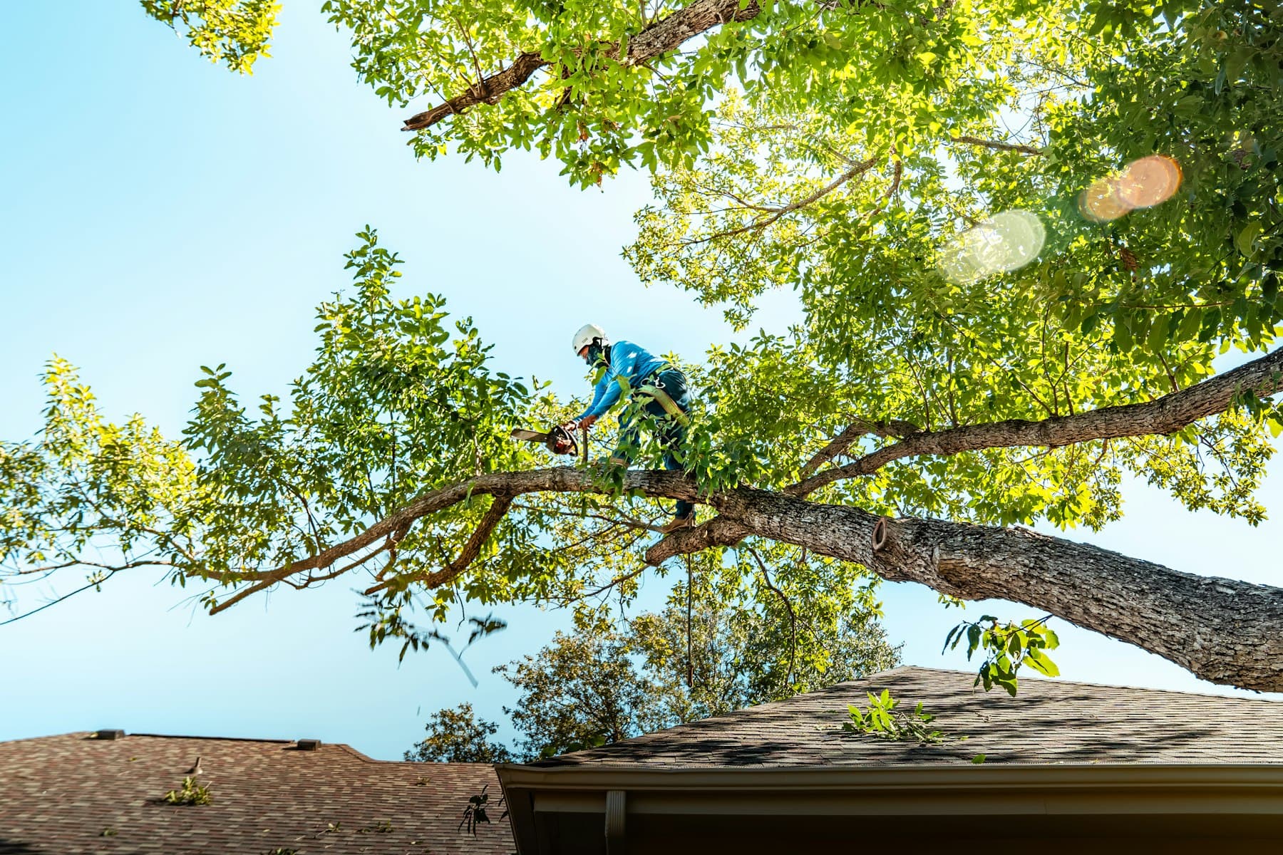 Élagage d’un arbre au-dessus d’un toit