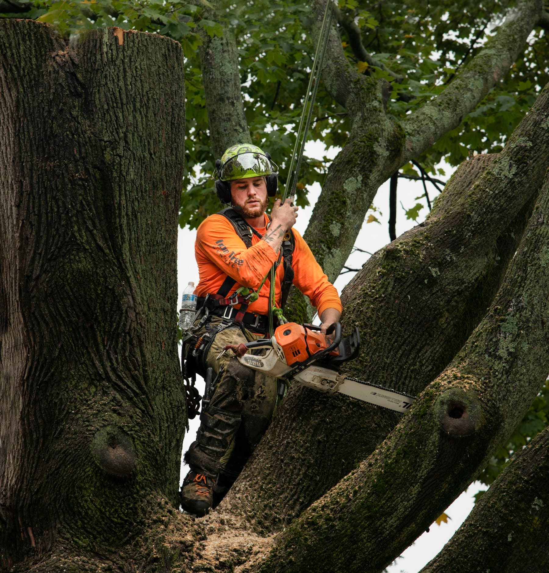 Élagueur casqué dans un arbre