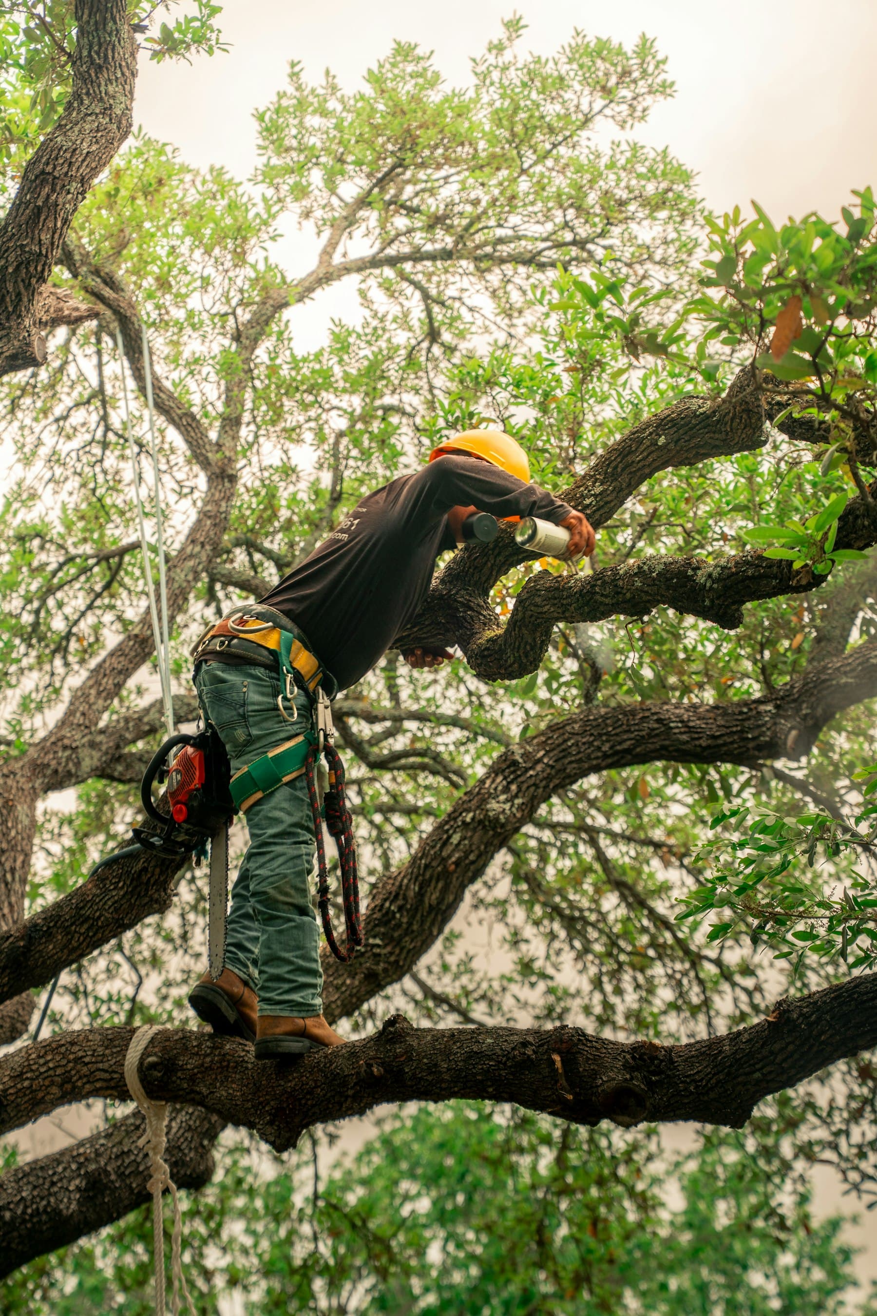 Élagueur taillant les branches d’un grand arbre